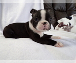 Small #1 Boston Terrier