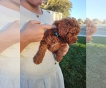 Small #3 Goldendoodle (Miniature)