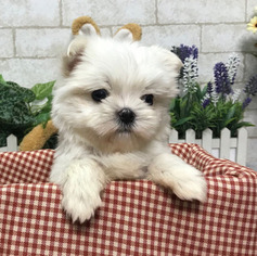 Maltese Puppy for sale in SEATTLE, WA, USA
