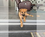 Small #3 Mutt