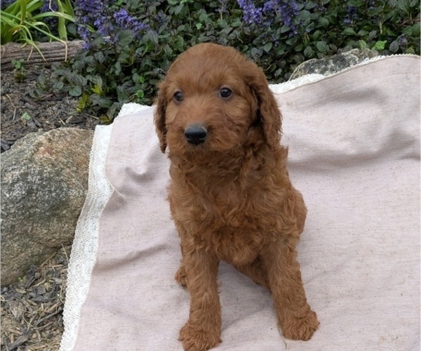 Medium Photo #59 Irish Doodle Puppy For Sale in GOSHEN, IN, USA