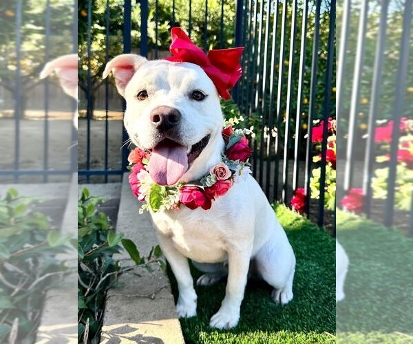 Medium Photo #2 American Pit Bull Terrier-Labrador Retriever Mix Puppy For Sale in Redlands, CA, USA