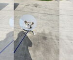 Small #2 Mutt