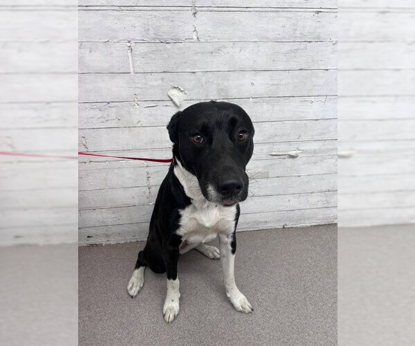Medium Photo #1 Labrador Retriever-Unknown Mix Puppy For Sale in San Bernardino, CA, USA
