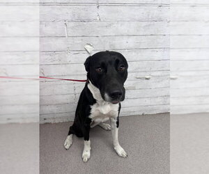 Labrador Retriever-Unknown Mix Dogs for adoption in San Bernardino, CA, USA