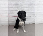 Small Labrador Retriever Mix