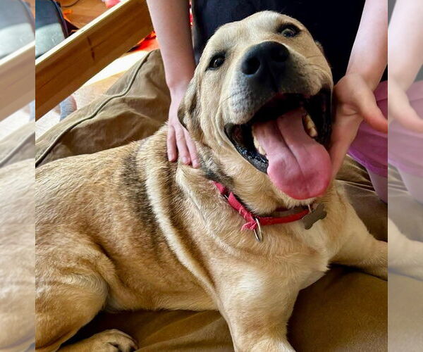 Medium Photo #7 Anatolian Shepherd-Unknown Mix Puppy For Sale in Canton, CT, USA
