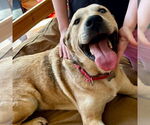 Small #6 Anatolian Shepherd Mix