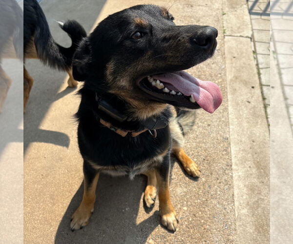 Medium Photo #7 German Shepherd Dog-Unknown Mix Puppy For Sale in Brooklyn Center, MN, USA