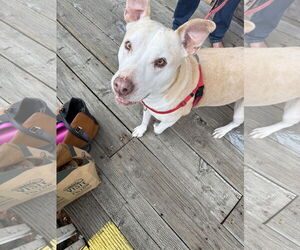 Gracie - Female Labrador Retriever-Staffordshire Bull Terrier Mix Dog for Adoption - Photo #3