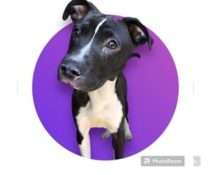 American Staffordshire Terrier-Unknown Mix Dogs for adoption in San Antonio, TX, USA