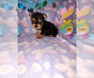 Yorkshire Terrier Puppy for sale in LAPEER, MI, USA