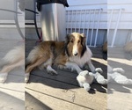 Small Photo #1 Collie Puppy For Sale in Calgary, Alberta, Canada