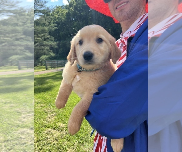 Medium Photo #2 Golden Retriever Puppy For Sale in NEOLA, WV, USA