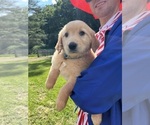 Small #1 Golden Retriever