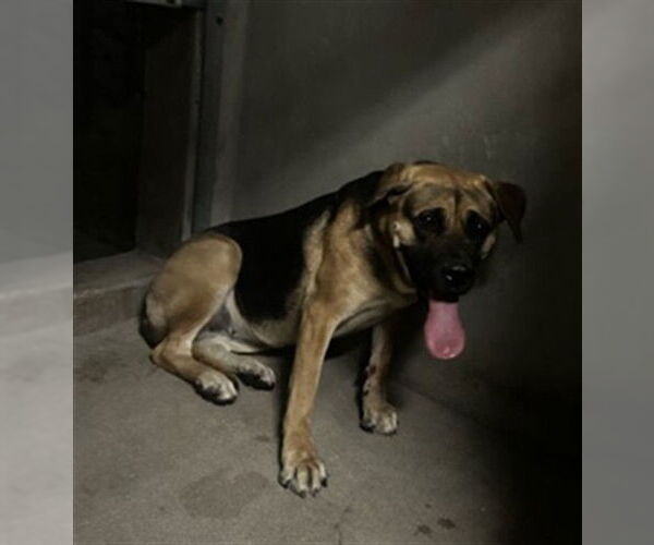 Medium Photo #1 German Shepherd Dog Puppy For Sale in San Bernardino, CA, USA