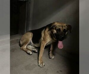 German Shepherd Dog Dogs for adoption in San Bernardino, CA, USA