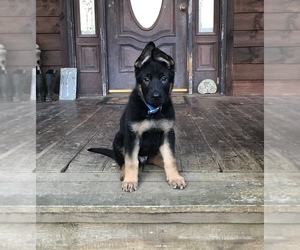 German Shepherd Dog Puppy for sale in RUTHERFORDTON, NC, USA