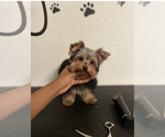Small Photo #3 Yorkshire Terrier Puppy For Sale in MULBERRY, FL, USA