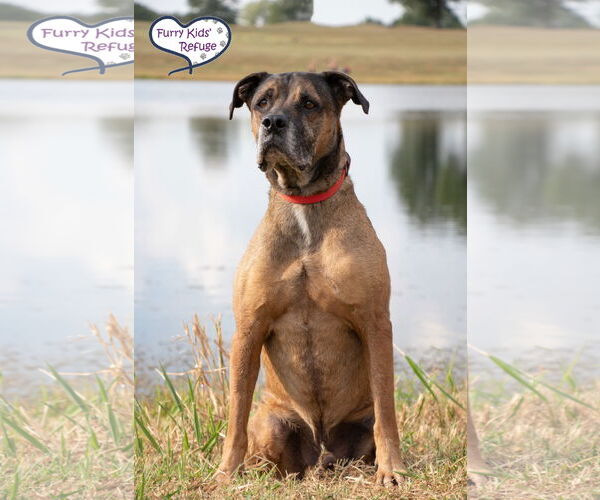 Medium Photo #9 Mastiff-Unknown Mix Puppy For Sale in Lee's Summit, MO, USA