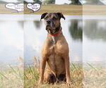 Small #8 Mastiff Mix
