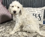 Small Photo #4 Goldendoodle Puppy For Sale in MARQUAND, MO, USA