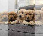 Small #2 Golden Retriever