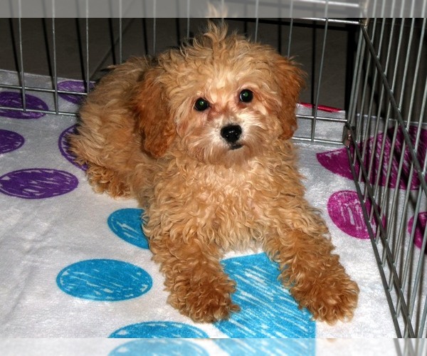 Medium Photo #7 Poodle (Toy) Puppy For Sale in ORO VALLEY, AZ, USA