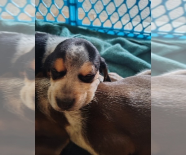 Medium Photo #4 Beagle Puppy For Sale in BOWLING GREEN, MO, USA