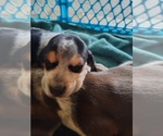 Small Photo #17 Beagle Puppy For Sale in BOWLING GREEN, MO, USA