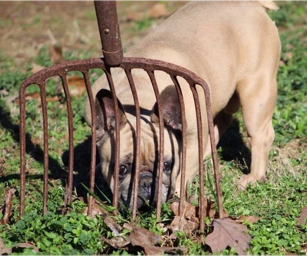 Medium Photo #1 French Bulldog Puppy For Sale in ELLENWOOD, GA, USA