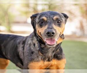 Rottweiler-Unknown Mix Dogs for adoption in Las Vegas, NV, USA