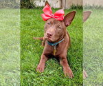 Small #4 Australian Kelpie Mix