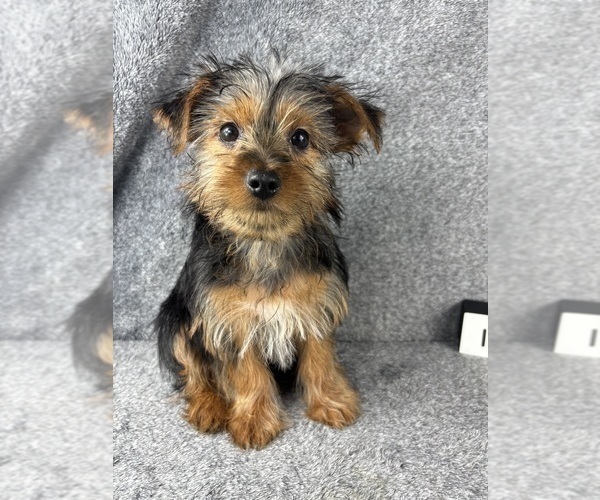 Medium Photo #1 Yorkshire Terrier Puppy For Sale in INDIANAPOLIS, IN, USA