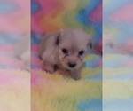 Small Photo #32 Yorkshire Terrier Puppy For Sale in AKRON, OH, USA