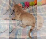 Small Photo #77 Great Dane Puppy For Sale in SPRAGGS, PA, USA