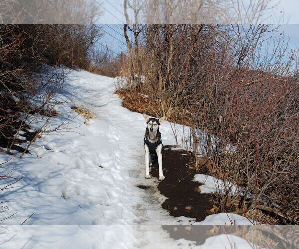 Medium Photo #2 Huskies -Unknown Mix Puppy For Sale in MIDWAY, UT, USA