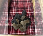 Image preview for Ad Listing. Nickname: Litter of 11