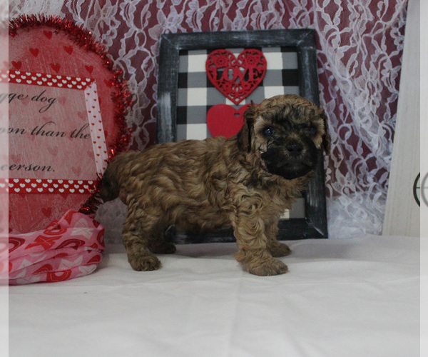 Medium Photo #23 Poodle (Toy) Puppy For Sale in CHANUTE, KS, USA
