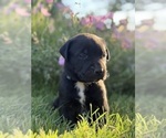 Puppy JOE Cane Corso-Doberman Pinscher Mix