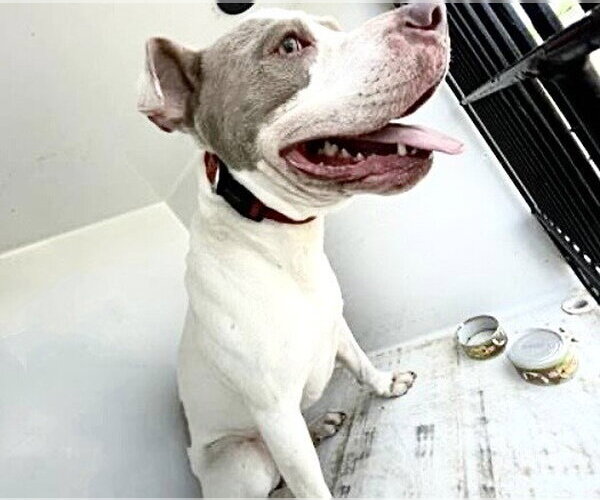 Medium Photo #1 Mutt Puppy For Sale in Houston, TX, USA