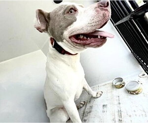 Mutt Dogs for adoption in Houston, TX, USA