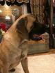 Small Photo #8 Mastiff Puppy For Sale in GLENWOOD, MN, USA