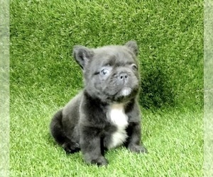 French Bulldog Puppy for sale in LOUISVILLE, KY, USA