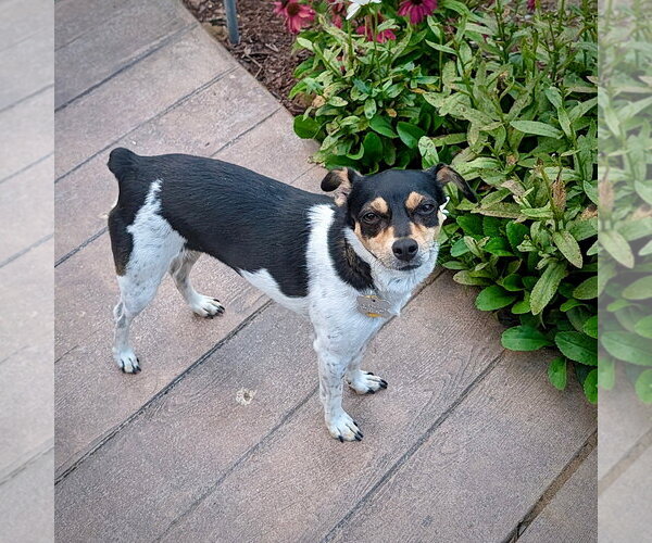 Medium Photo #4 Rat Terrier Puppy For Sale in Atlanta, GA, USA