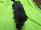 Small Photo #3 German Shepherd Dog Puppy For Sale in MACON, MO, USA