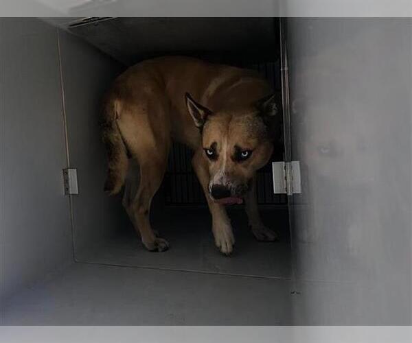 Medium Photo #1 American Pit Bull Terrier-Siberian Husky Mix Puppy For Sale in Houston, TX, USA