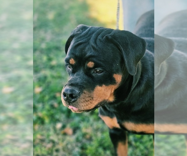Medium Photo #7 Rottweiler Puppy For Sale in FAIRDALE, KY, USA