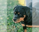Puppy Puppy 6 Rottweiler