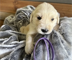 English Cream Golden Retriever Puppy for sale in WESSON, MS, USA